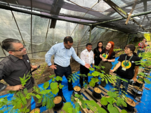 Imagem da notícia - Pau-de-balsa: Projeto com planta nativa pode ser a solução para a mineração sustentável 